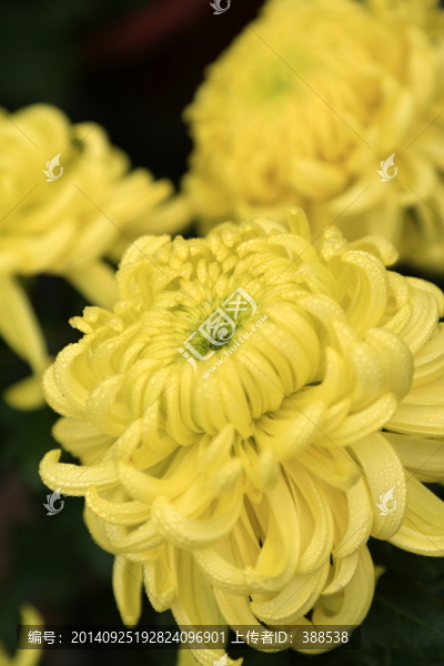 菊花,如意金鉤