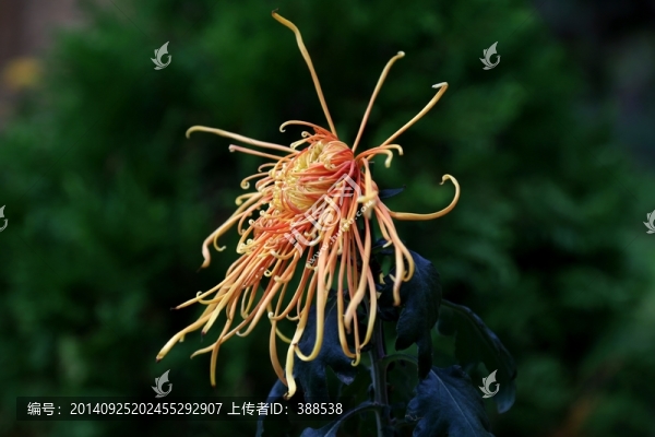 菊花,金桔色