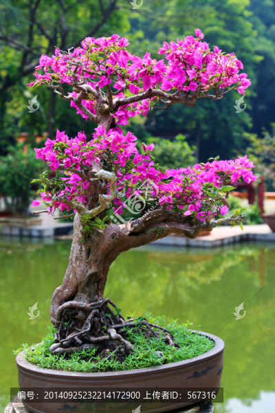 盆景