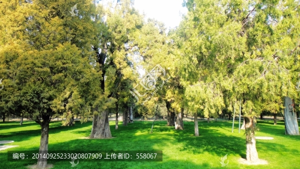 天壇的古樹