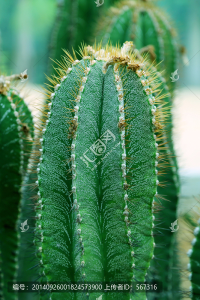 沙漠植物
