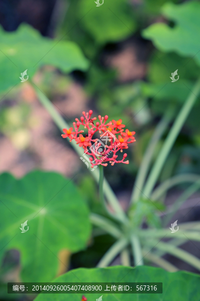 花卉