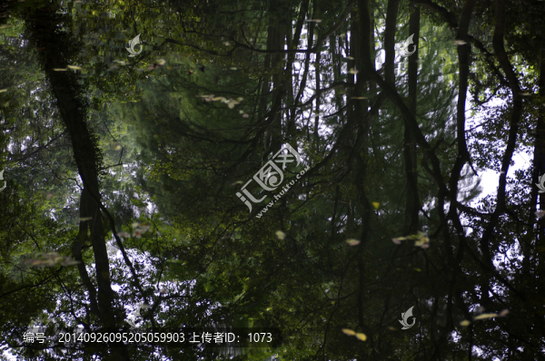 樹(shù)木倒影