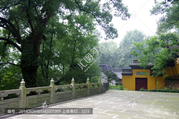靈隱寺里的古樹