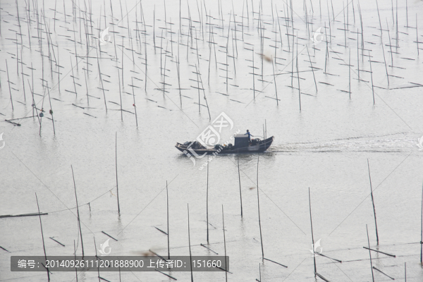 福建霞浦海帶養(yǎng)殖