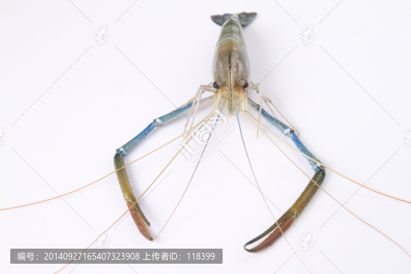 羅氏蝦,白腳蝦