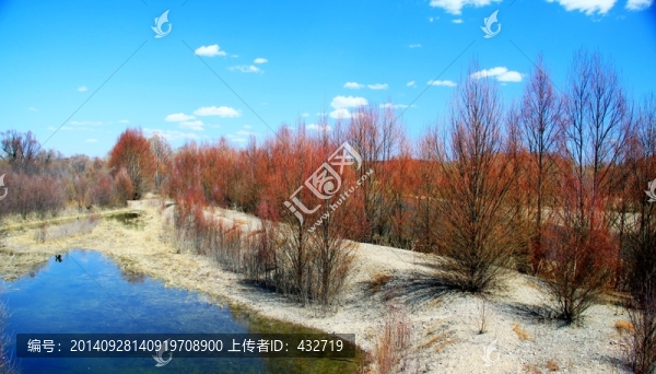 春季,紅柳,河流