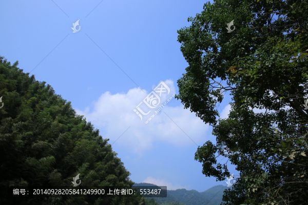 藍(lán)天白云樹枝樹葉竹海