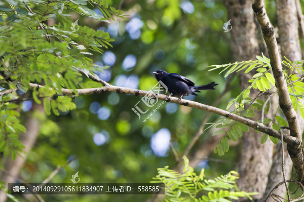 烏鵑,鳥