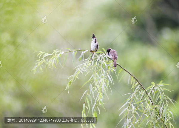 紅耳鵯,鳥