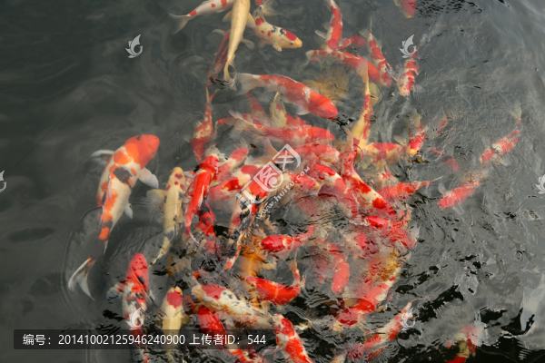 錦鯉