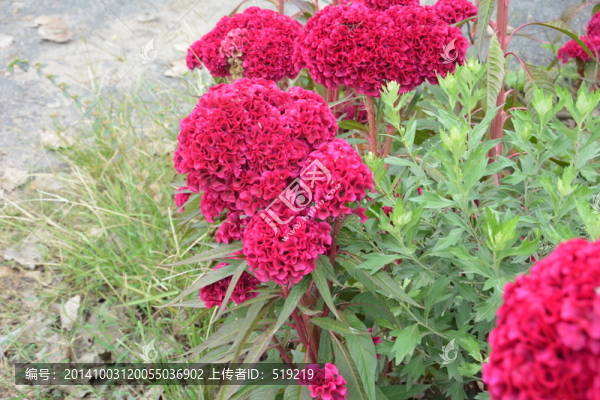 雞冠花
