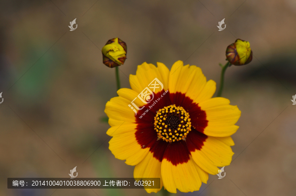 黃花