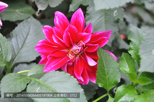 芍藥,花朵