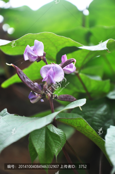 梅豆,蔬菜,豆角