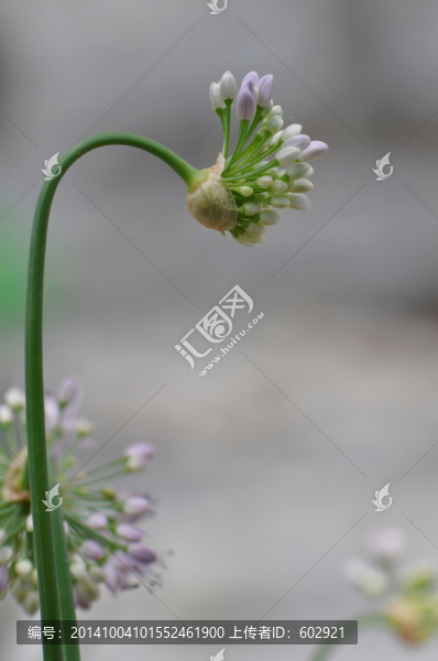 花蕾