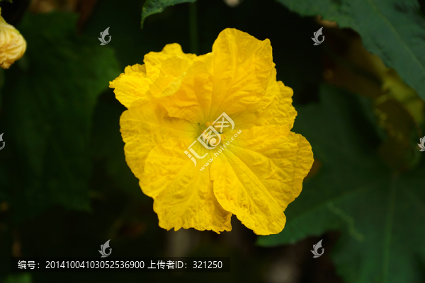 絲瓜花