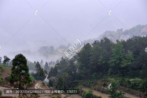 茗岙梯田,田園風(fēng)光,鄉(xiāng)村,雨霧