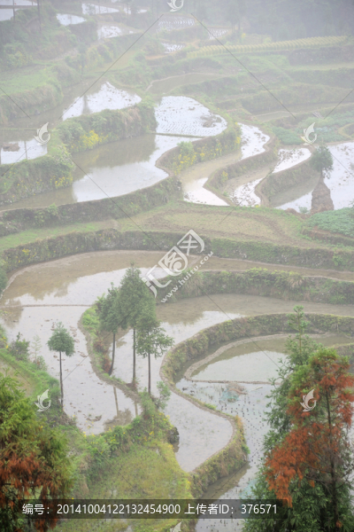 茗岙梯田,田園風光,水田,雨霧