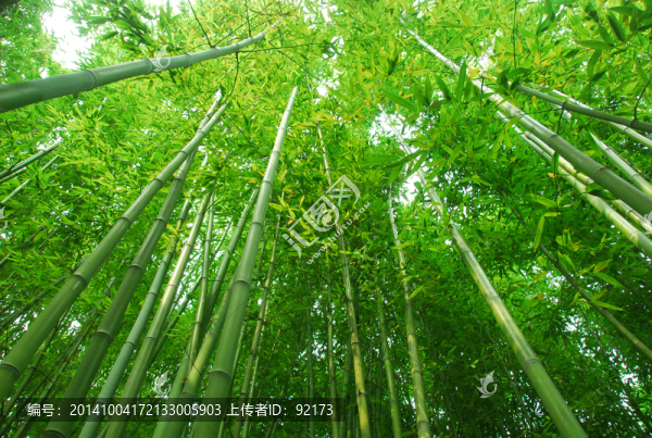 竹林,竹海