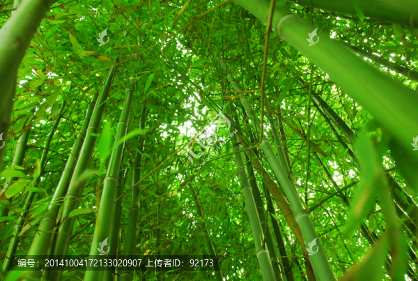 竹子