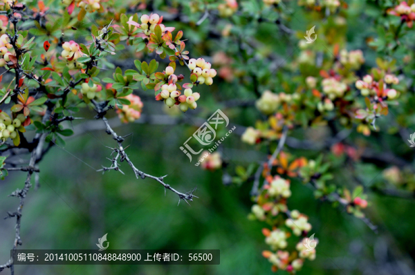 野果