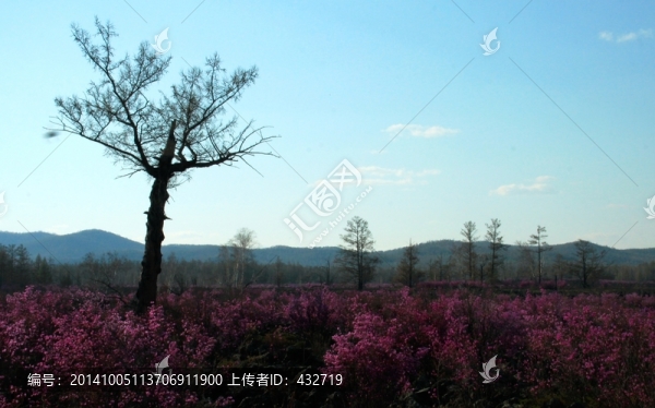春季,杜鵑花,一棵樹
