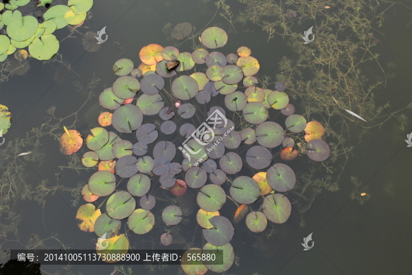 浮萍