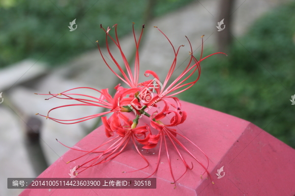 落花