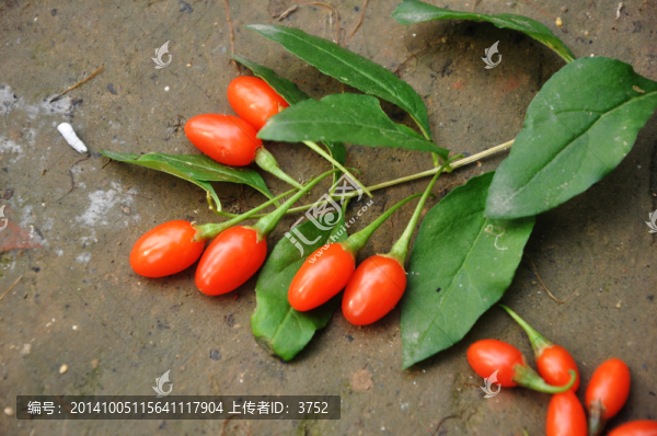 枸杞