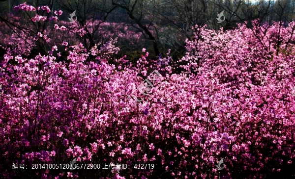 春季的杜鵑花海,大興安嶺