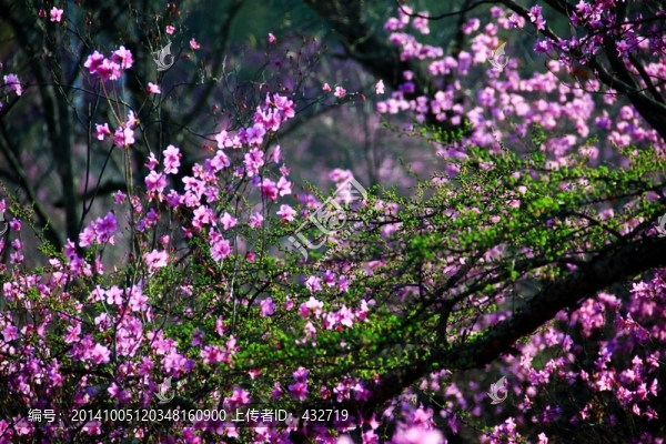 杜鵑花與落葉松,春季