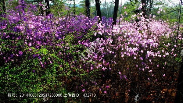 叢林杜鵑花,大興安嶺
