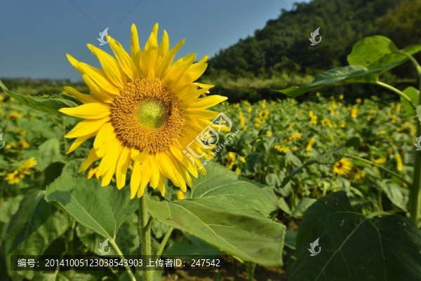 向日葵,高清圖
