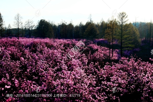 森林與杜鵑花,春季