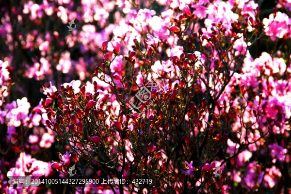 春季傍晚杜鵑花