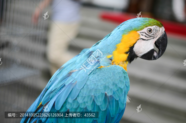 金剛鸚鵡