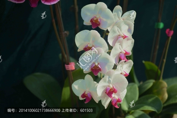 蝴蝶蘭