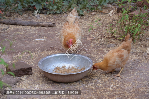 雞