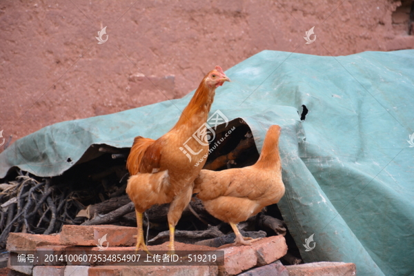 雞