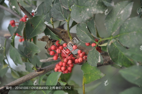 花椒,麻椒