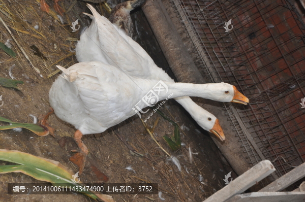 鵝,鴨