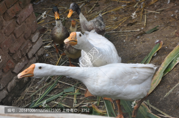 鵝,鴨