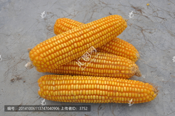 玉米,玉米棒