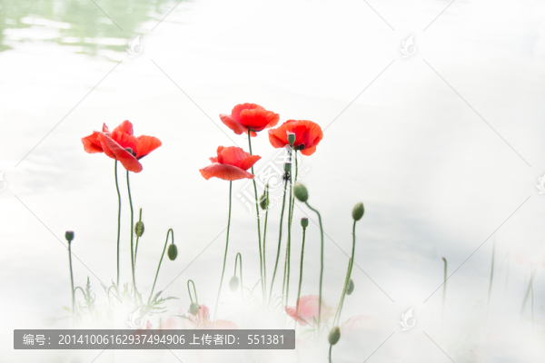 虞美人