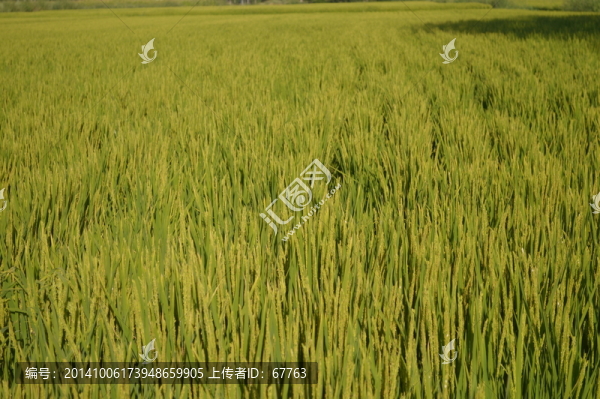 無邊稻田