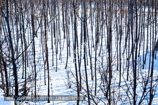 雪后樹林