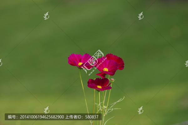 波斯菊