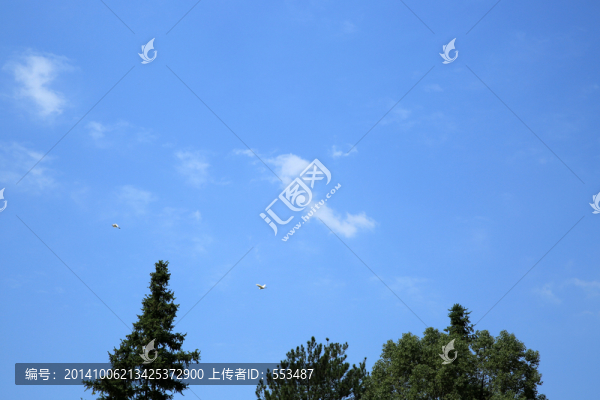 杉樹,藍(lán)天,白云,配圖,松林