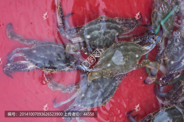 江蟹